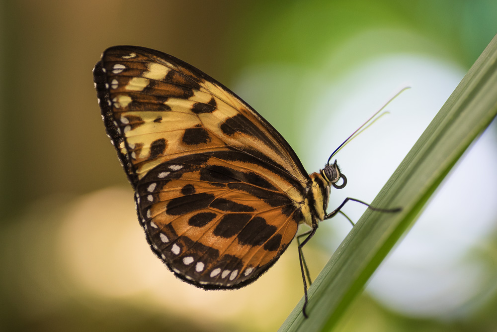papillons-3.jpg