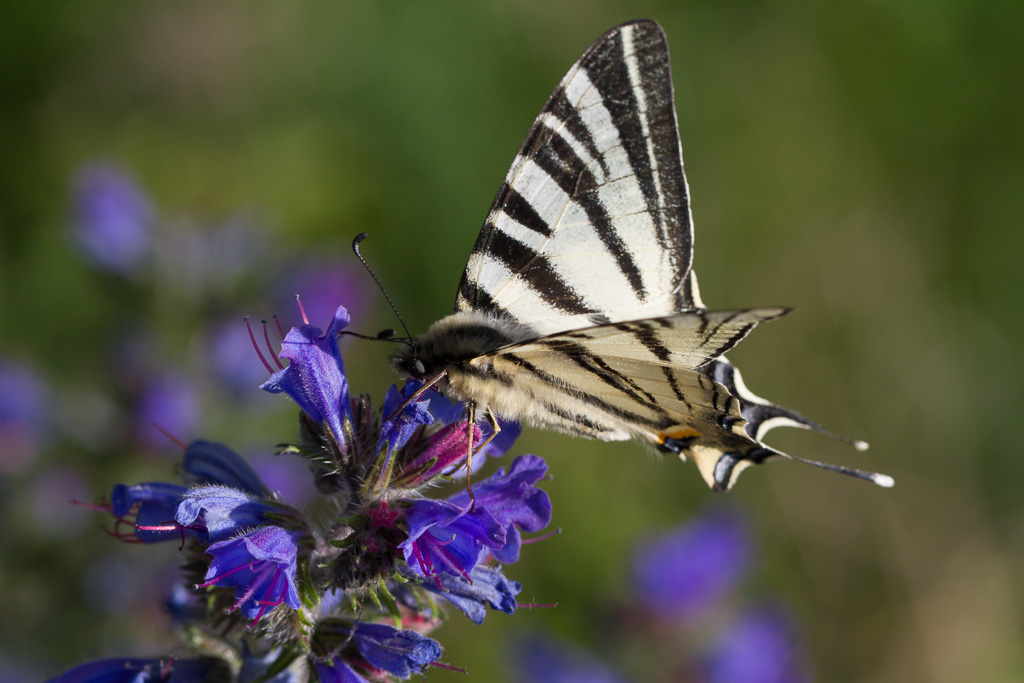 CONCOURS IMAGE ET NATURE SEP 2016 I2.JPG
