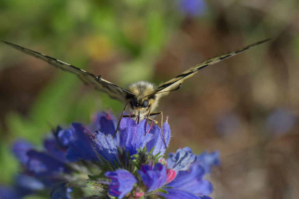 CONCOURS IMAGE ET NATURE SEP 2016 I3.JPG