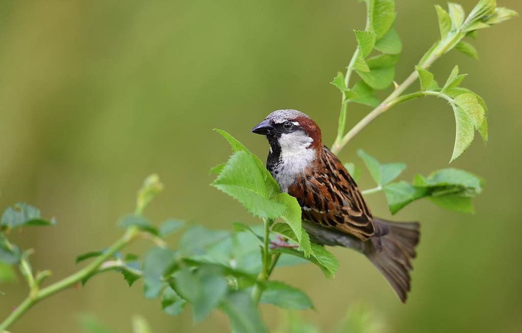 DS5_1517.jpg