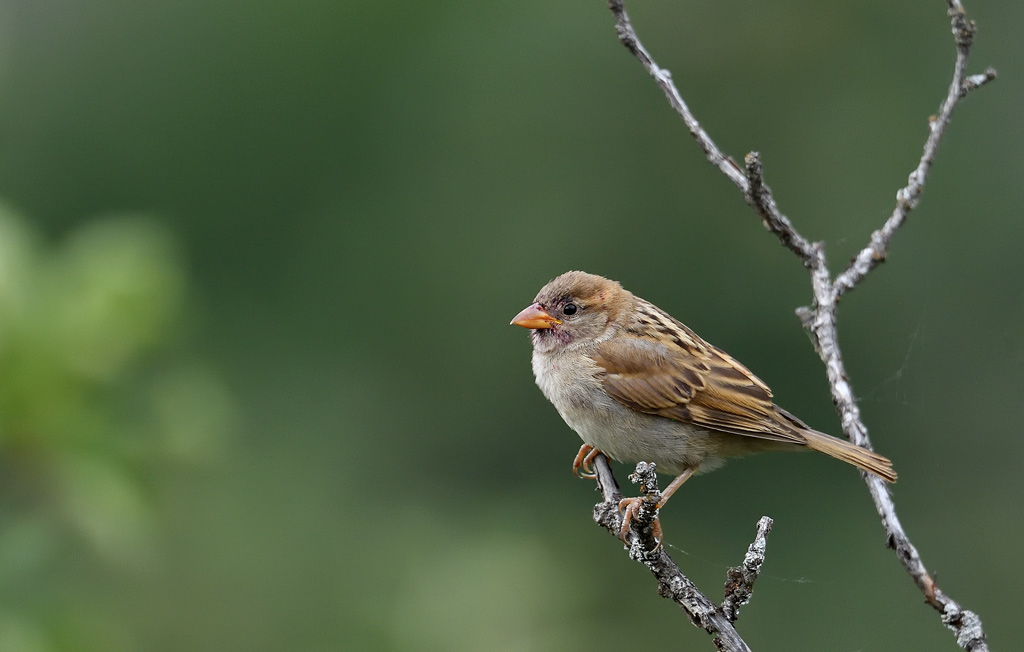 DS5_3423.jpg