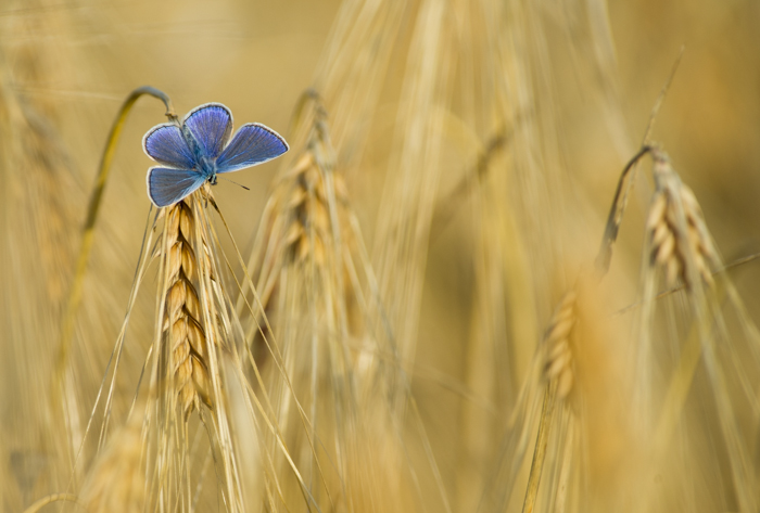 Concours papillon I 2016-5100.jpg