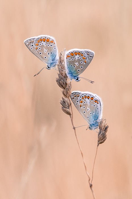 Concours papillon 2016-0487.jpg