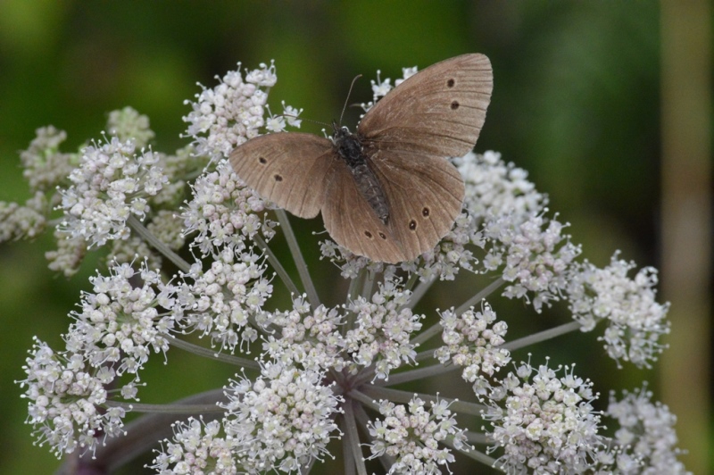 DSC_1507.jpg
