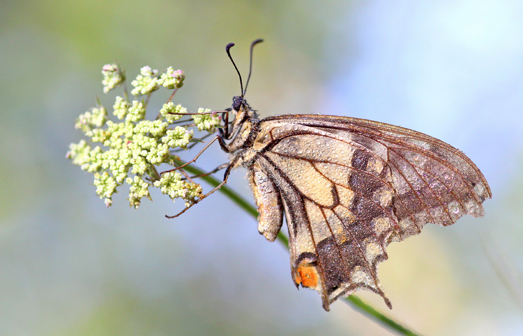 machaon forum.jpg