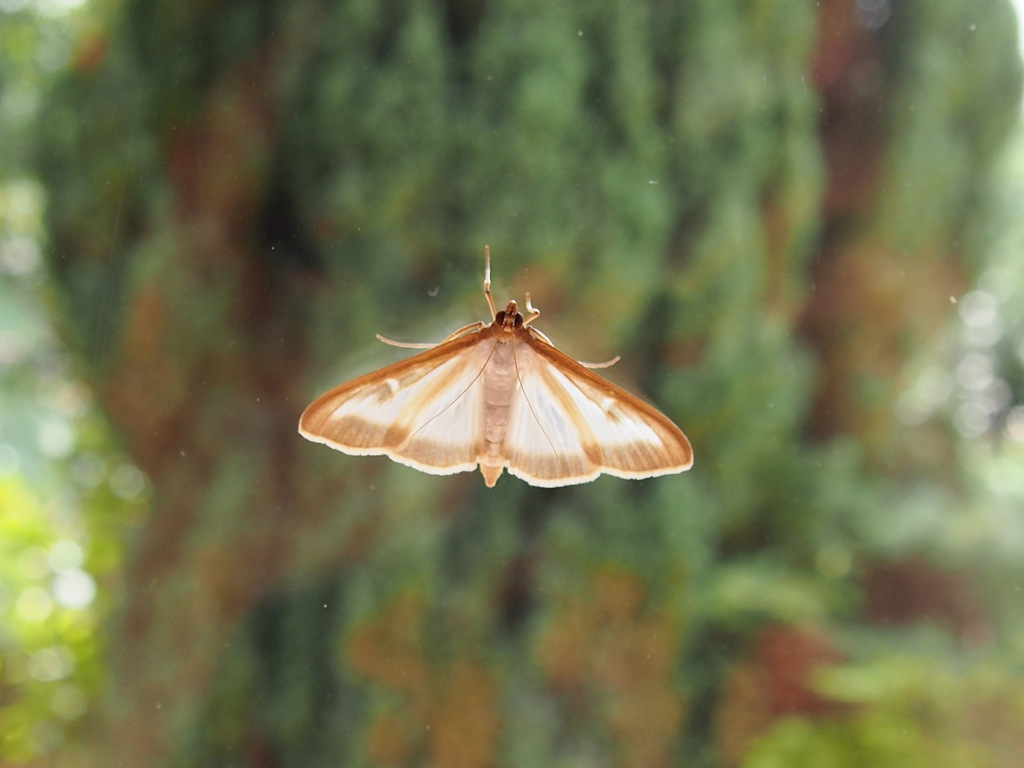 papillon nuit.JPG