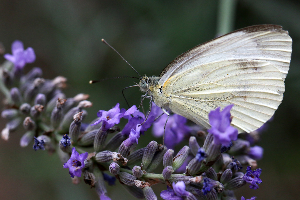 Img_2029 garden r.jpg