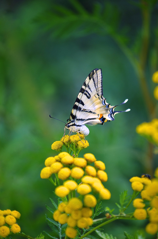 papillons-1.jpg