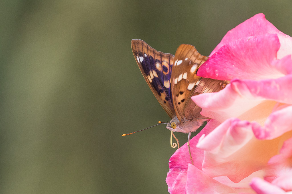 202A8842-2.jpg