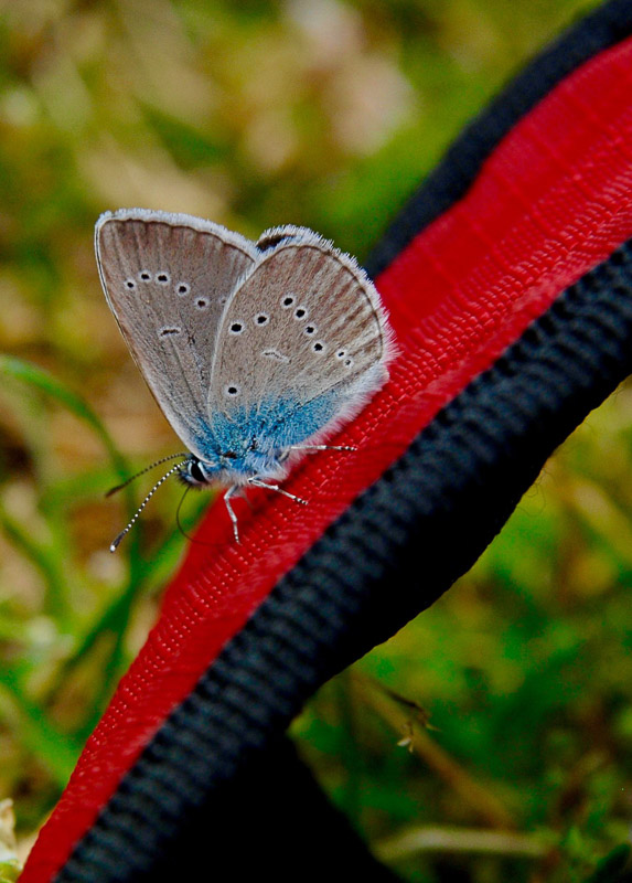 papillon-2.jpg