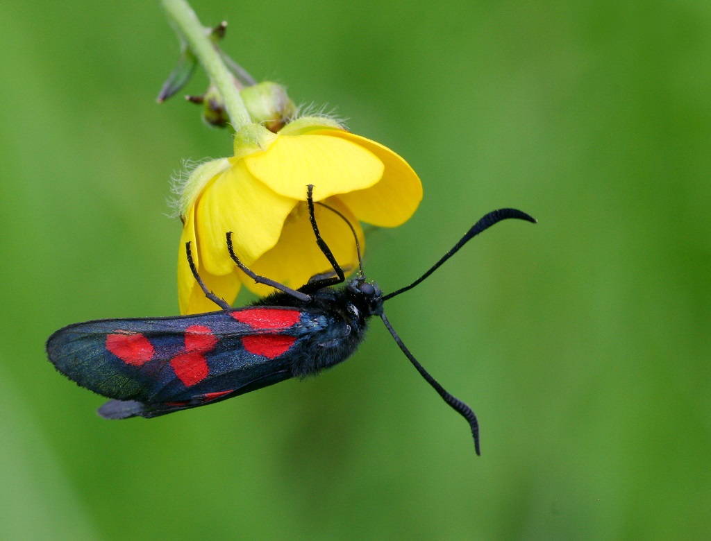 IMG_5873X Zygaena trifolii.jpg