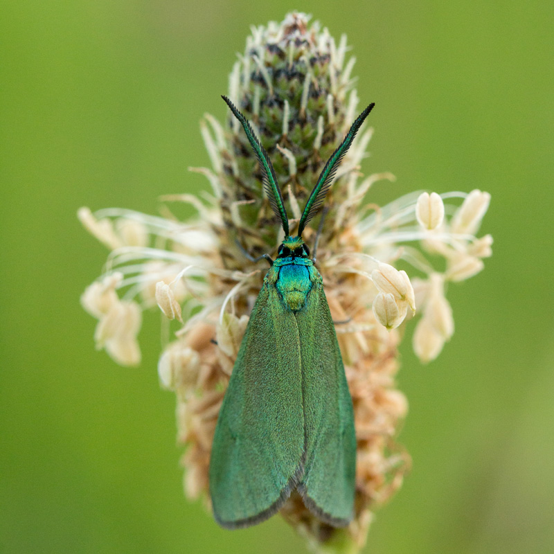 turquoise.jpg