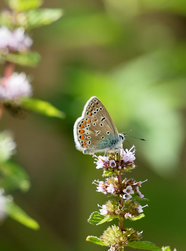 DSC_5661.JPG