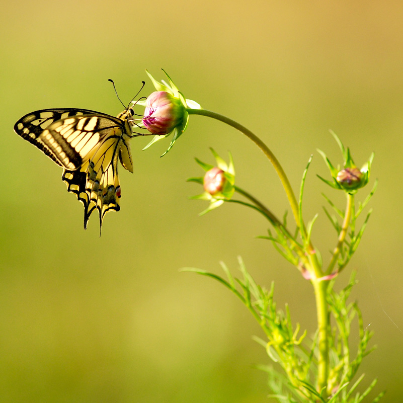 Machaon-(carré-30x30).jpg
