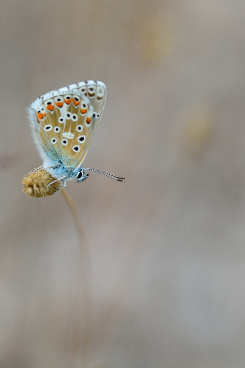 DSC_2341.jpg