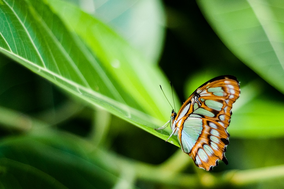 Siproeta stelenes - Malachite.jpg