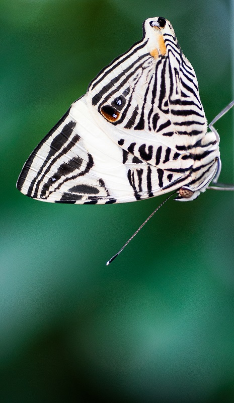 Colobura dirce - Mozaïque zébrée.jpg