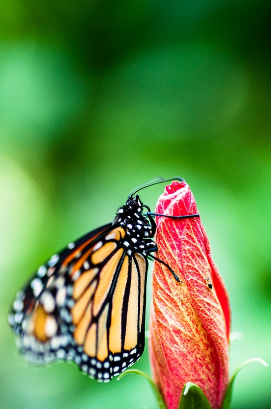 Danaus plexippus - Monarque.jpg