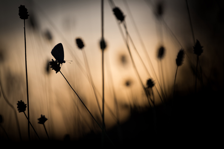 _MG_4369.jpg