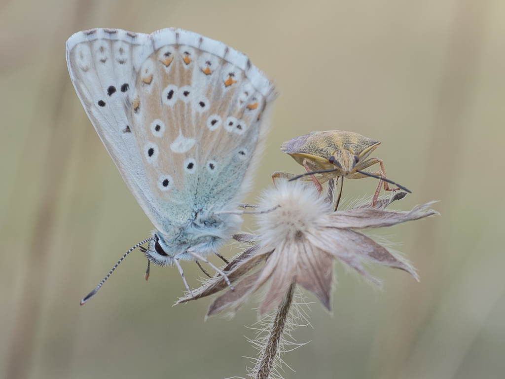 Papillon_et_Punaise.jpg
