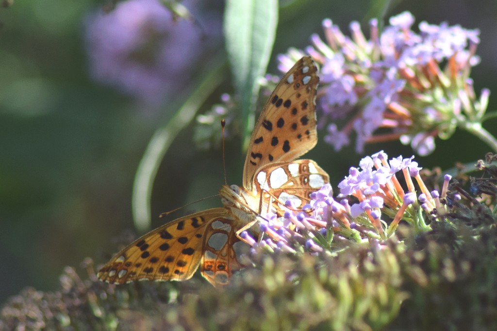 DSC_0663.JPG