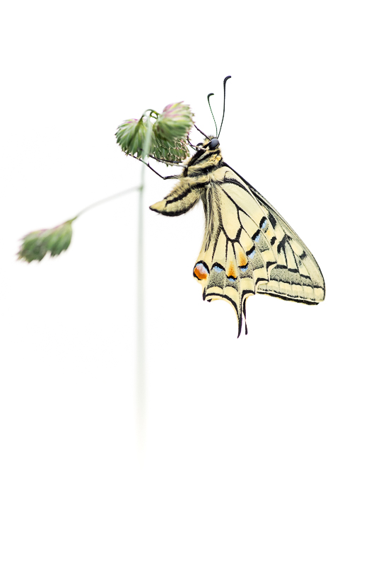 Machaon.jpg