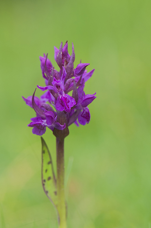 106-Dactylorhiza de mai.jpg