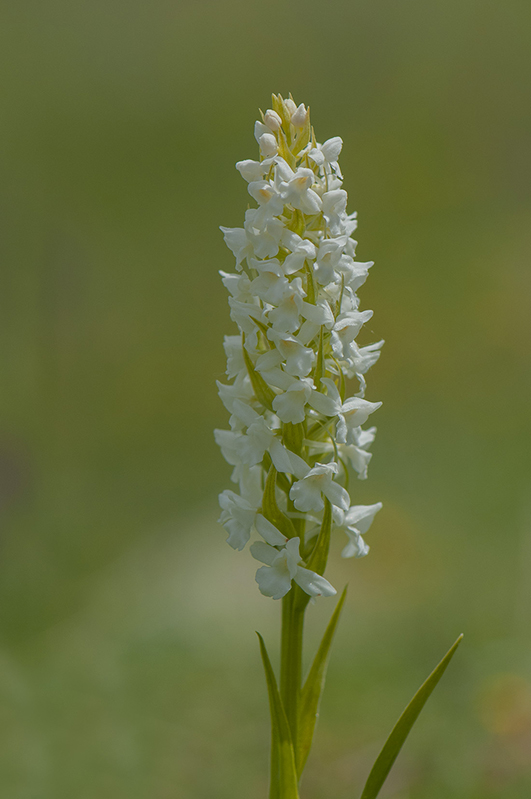 107-Gymnadenia mouche.jpg