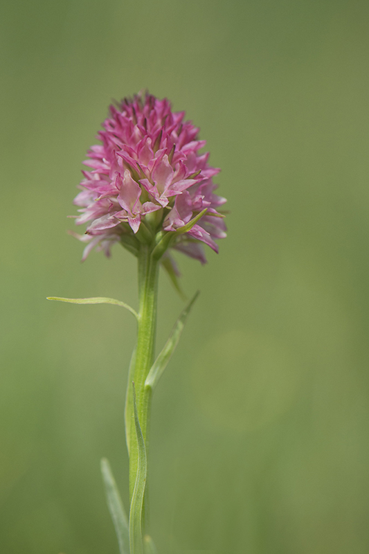 110-Gymnadenia ou nigritelle de cornelia.jpg