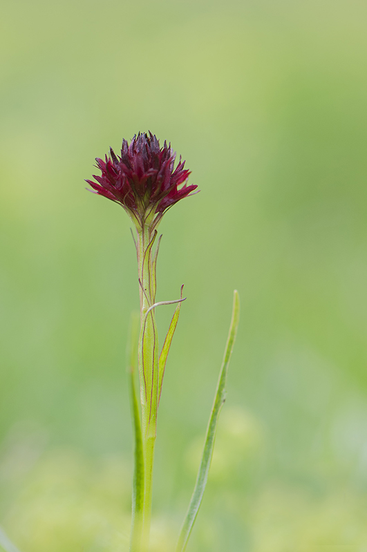111-Gymnadenia ou nigritelle d'Autriche.jpg