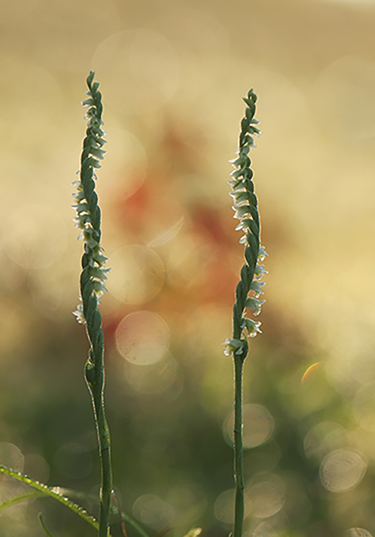 114-Spiranthes spiralis.jpg