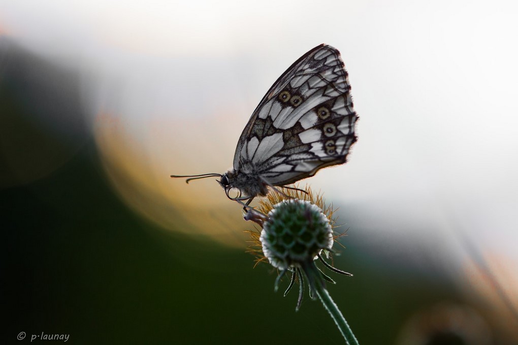 papillon les combettes 34 (1 sur 1) (Copier) (Copier).jpg