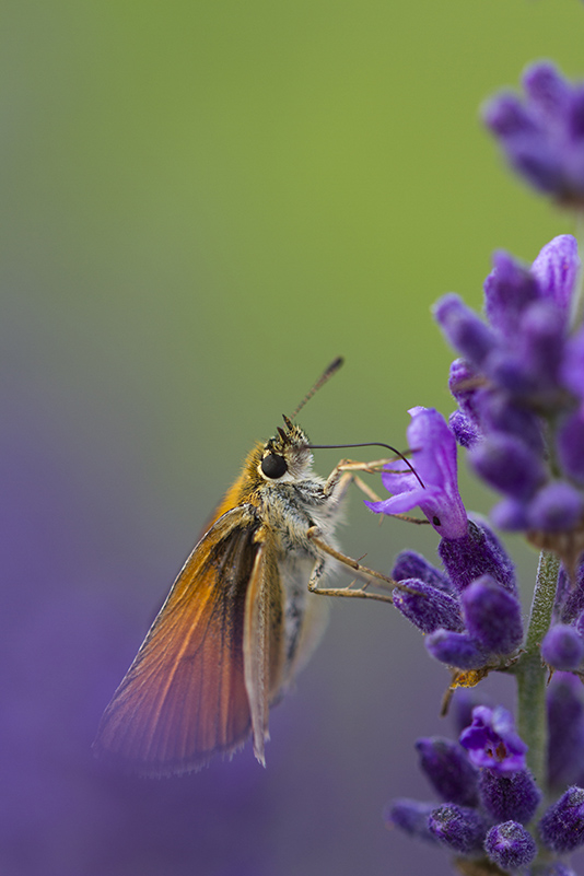Papillon1.jpg