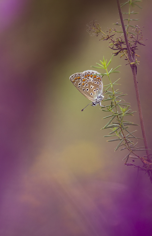 Papillon2.jpg