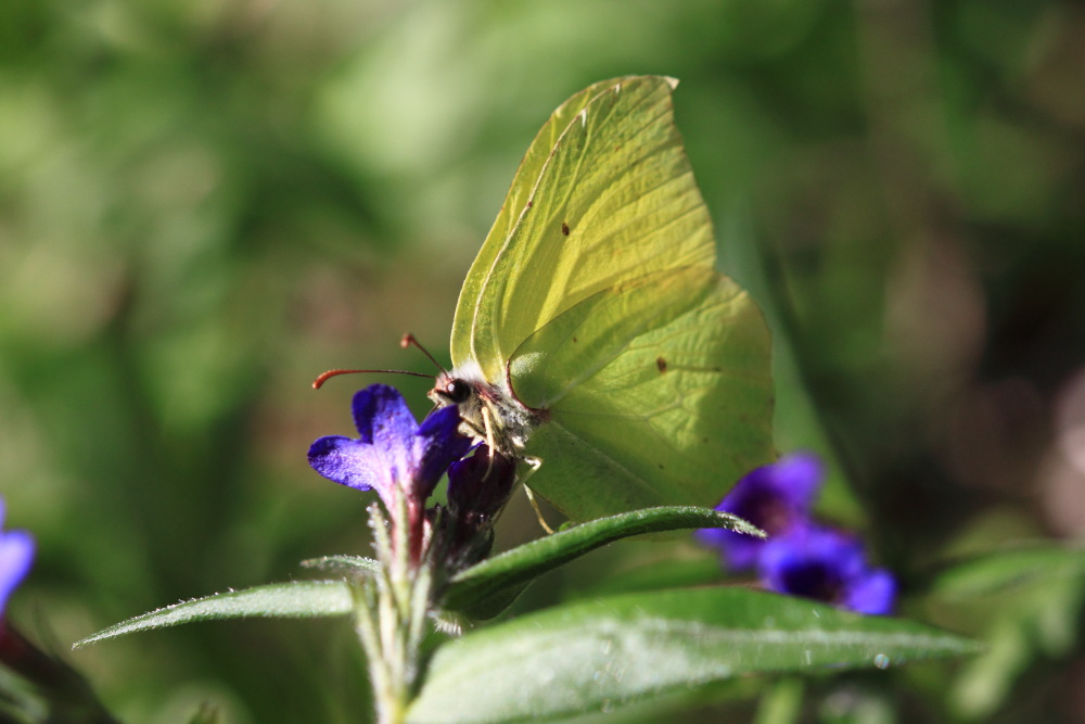 GJL_EOS 500D_2073_A.JPG
