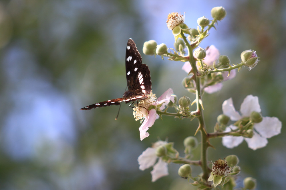 GJL_EOS 500D_2885_A.JPG