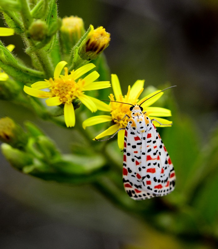 ecaille du myosotis ou la gentille2016.jpg