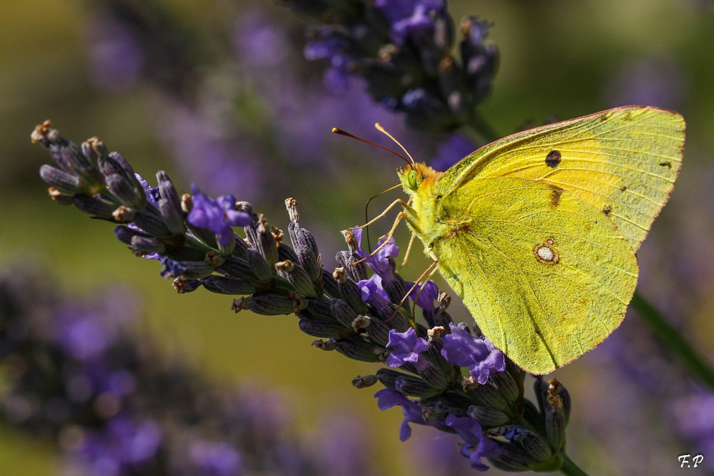 Colias Crocea.jpg