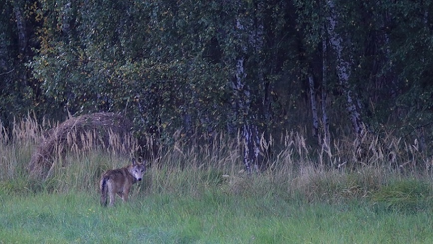 Loup 01.jpg