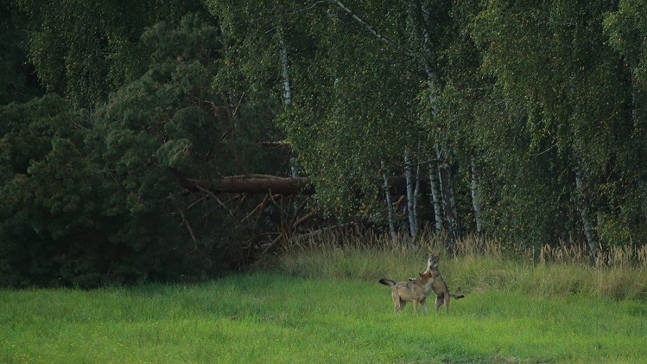 Loup 02.jpg