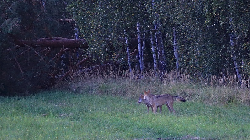 Loup 04.jpg
