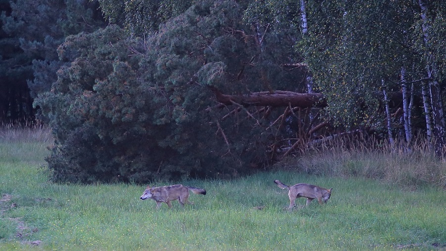 Loup 07.jpg