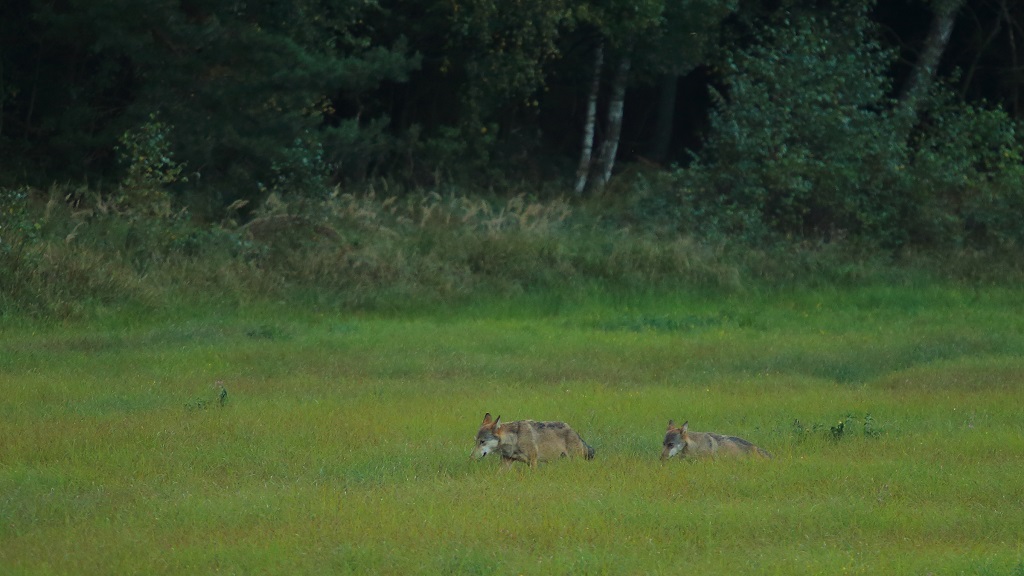Loup 08.jpg