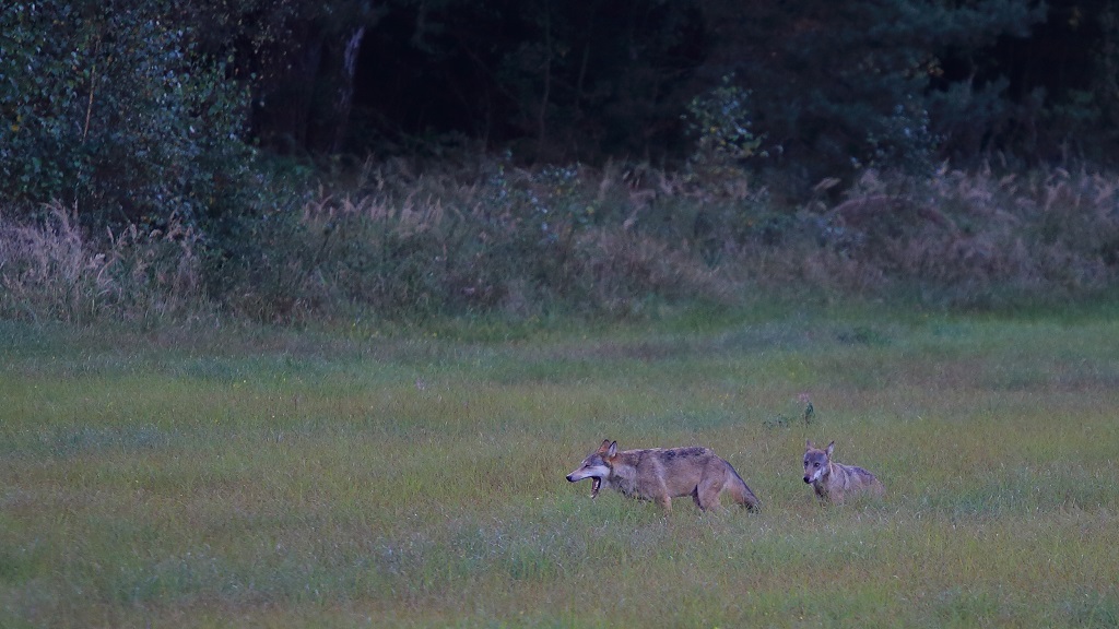 Loup 09.jpg