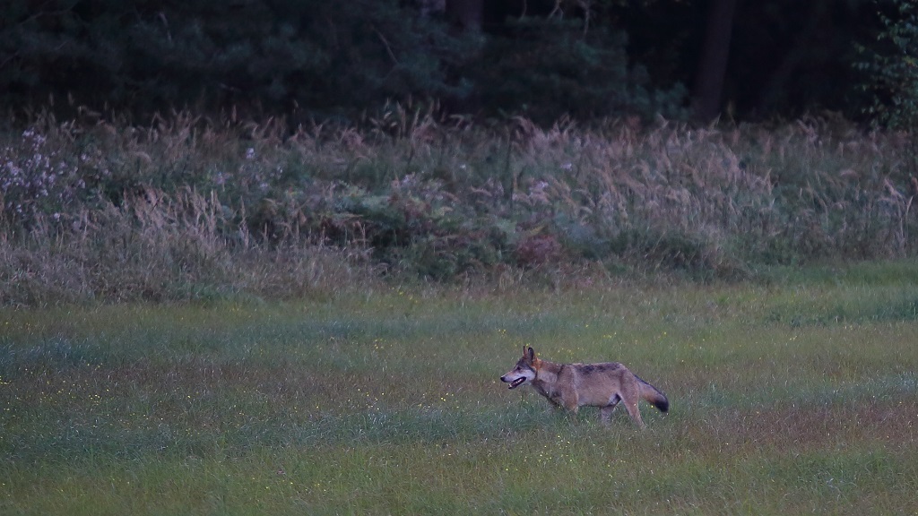 Loup 10.jpg