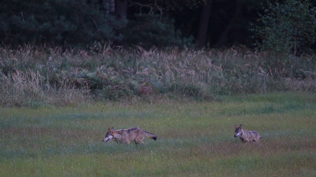 Loup 11.jpg