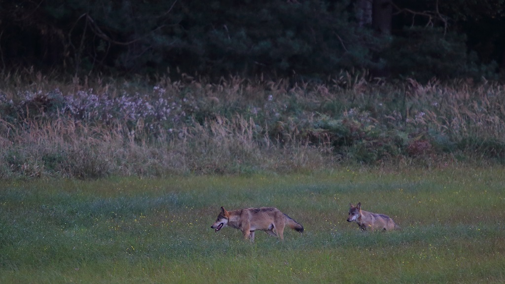 Loup 12.jpg