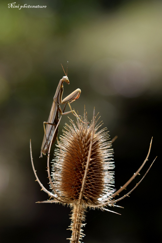 mantes (42).JPG
