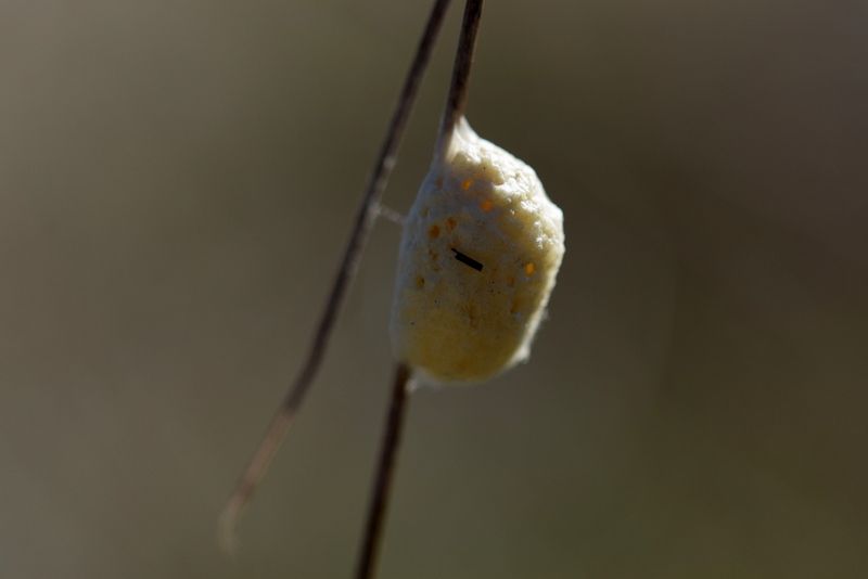 mantes (22).JPG