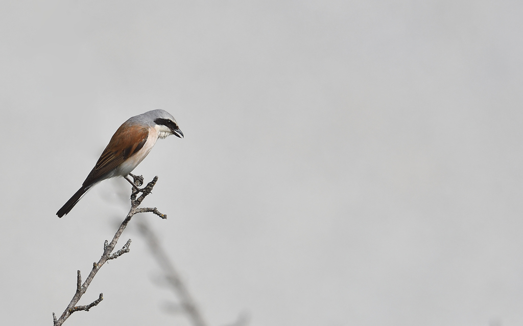 DSC_5419.jpg